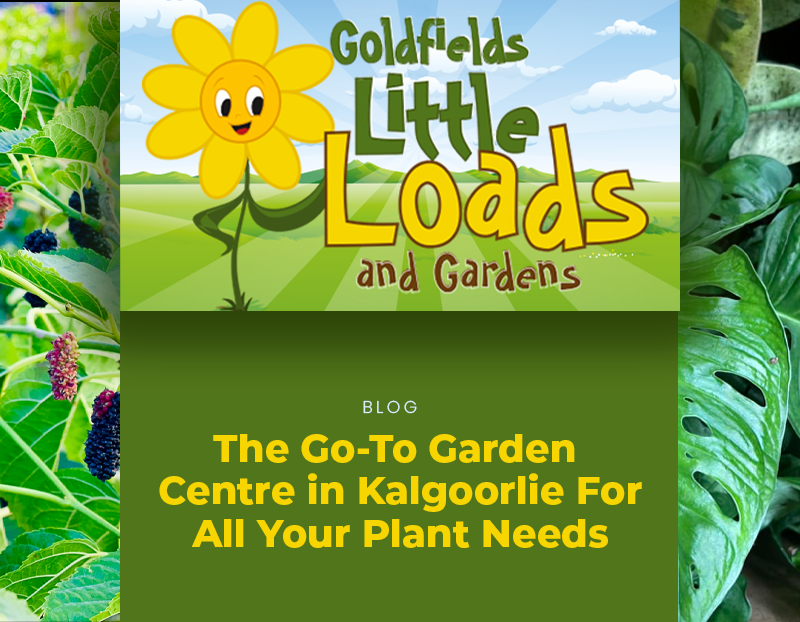 Nurturing Your Oasis with One of the Best Plant Nurseries & Garden Centres in Kalgoorlie!